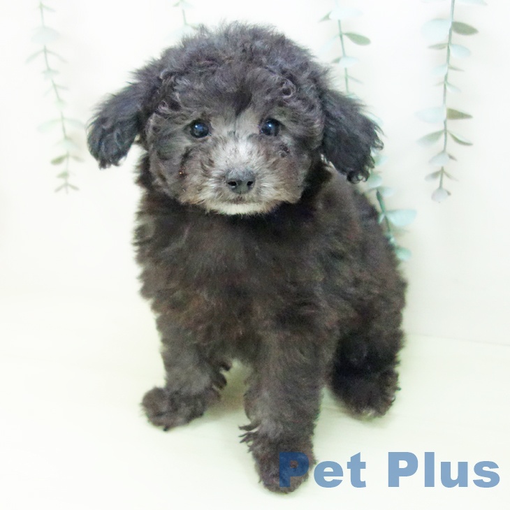 トイ・プードルの写真2