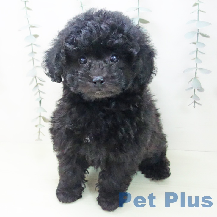 トイ・プードル