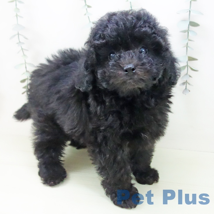 トイ・プードルの写真2