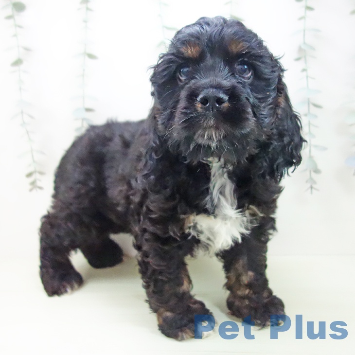 アメリカン・コッカー・スパニエル