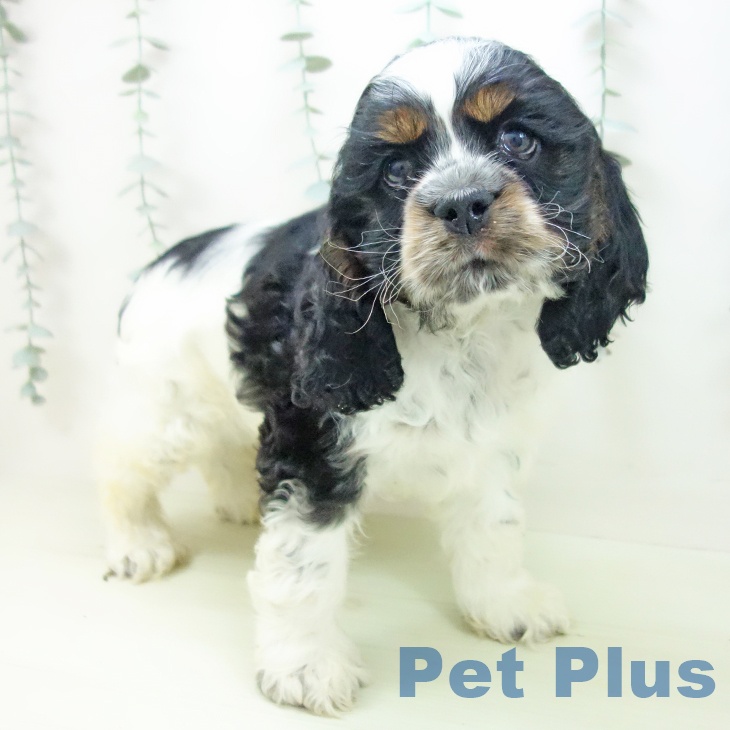 アメリカン・コッカー・スパニエル