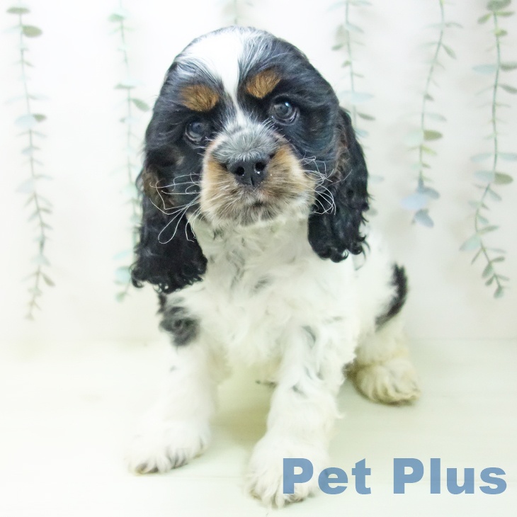 アメリカン・コッカー・スパニエル