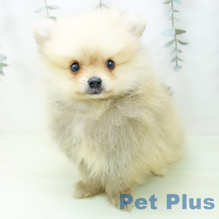 ポメラニアンの写真2