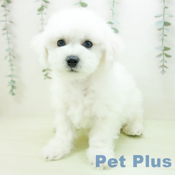 ビション・フリーゼの写真2