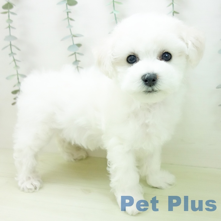 ビション・フリーゼの写真2