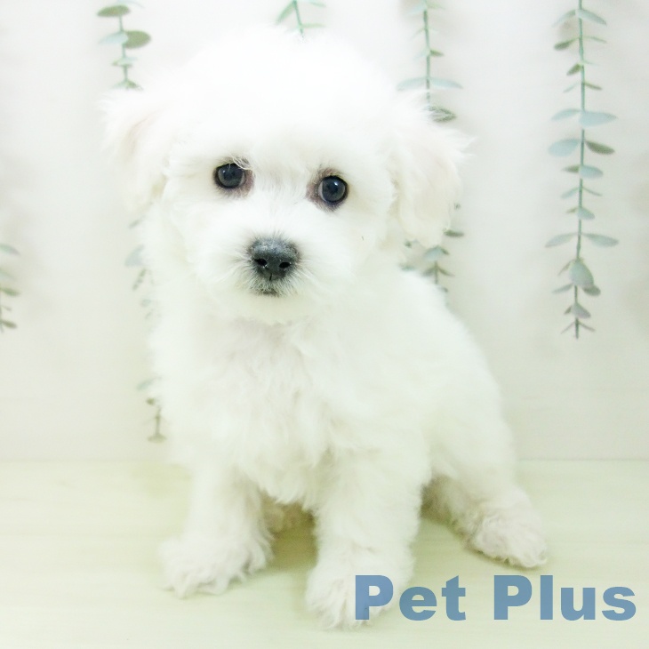 ビション・フリーゼ