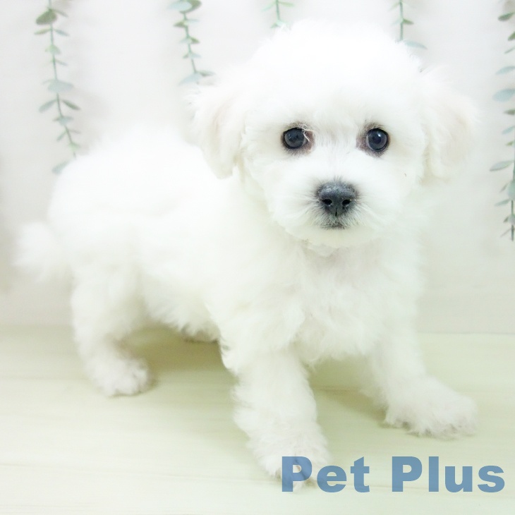 ビション・フリーゼの写真2