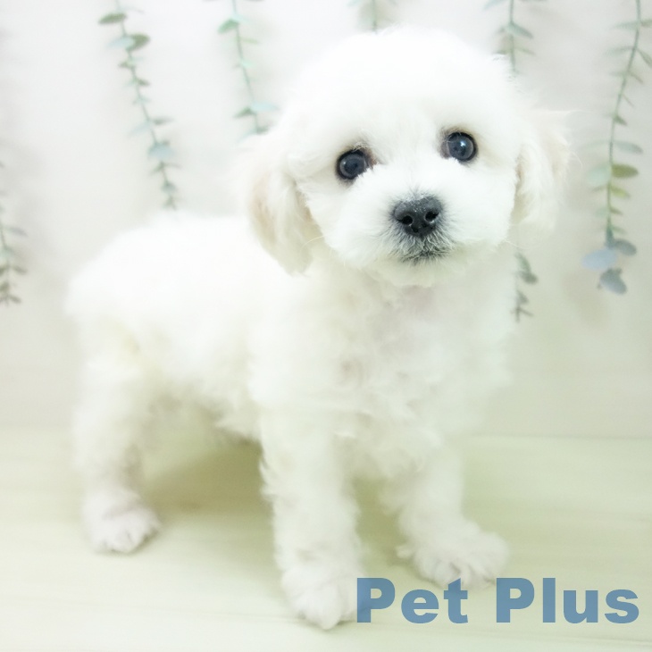 ビション・フリーゼ