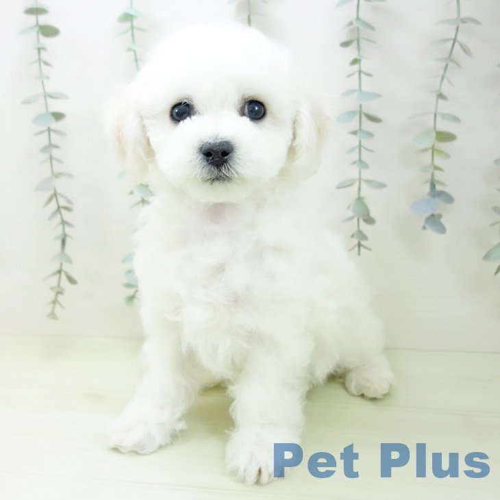 ビション・フリーゼの写真2