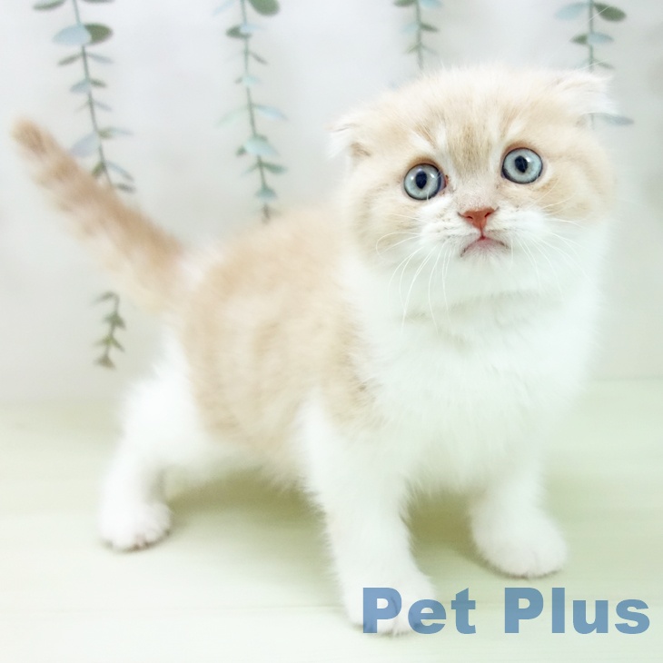 スコティッシュフォールド