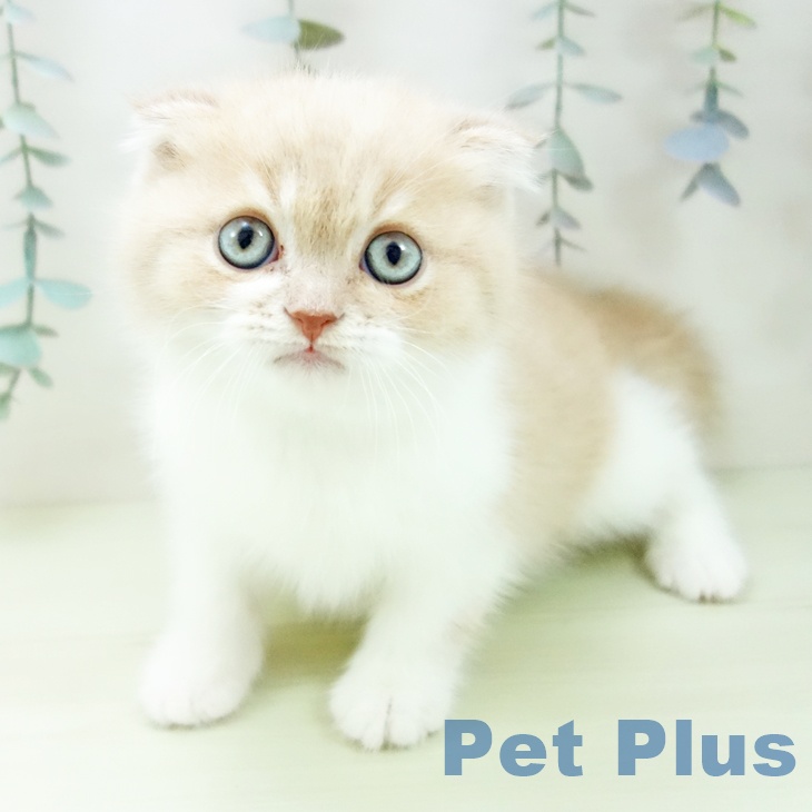 スコティッシュフォールド