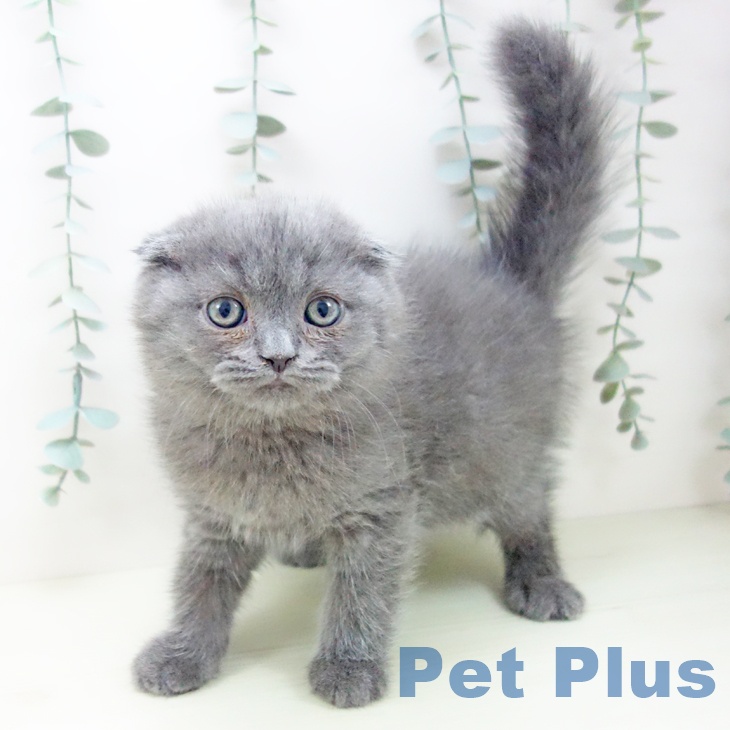 スコティッシュフォールドの写真2