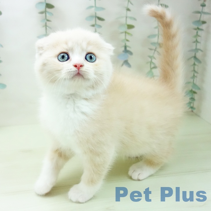 スコティッシュフォールド