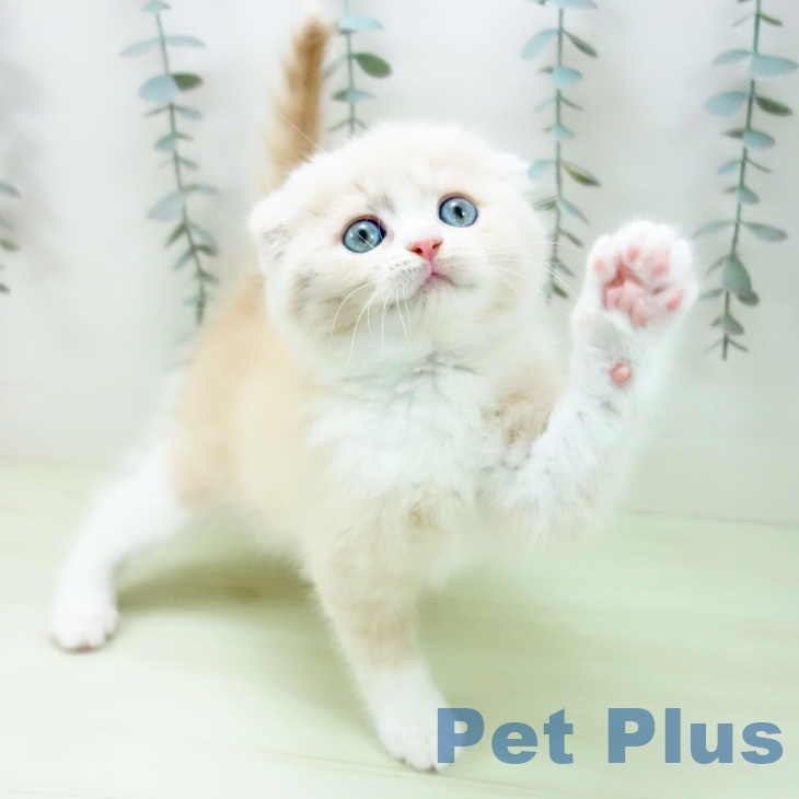 スコティッシュフォールド