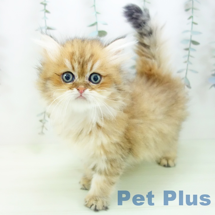 ペルシャの写真2