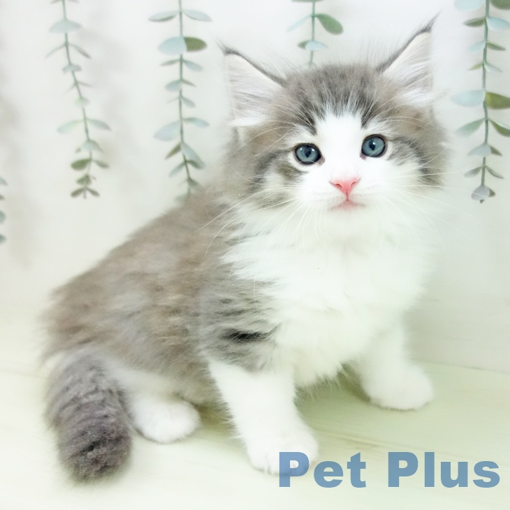 ノルウェージャンフォレストキャット