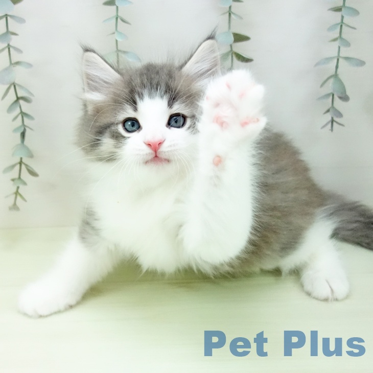 ノルウェージャンフォレストキャットの写真2