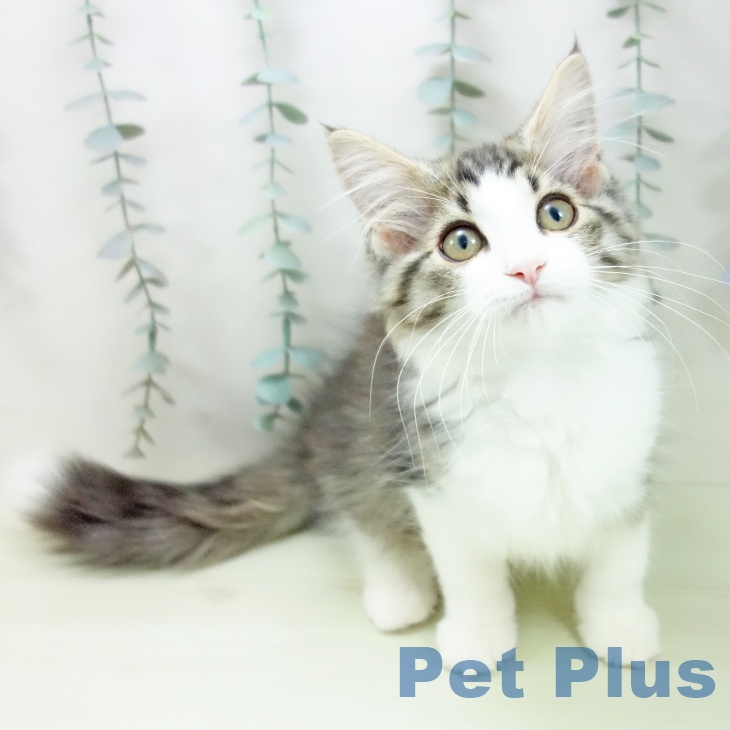 ノルウェージャンフォレストキャット