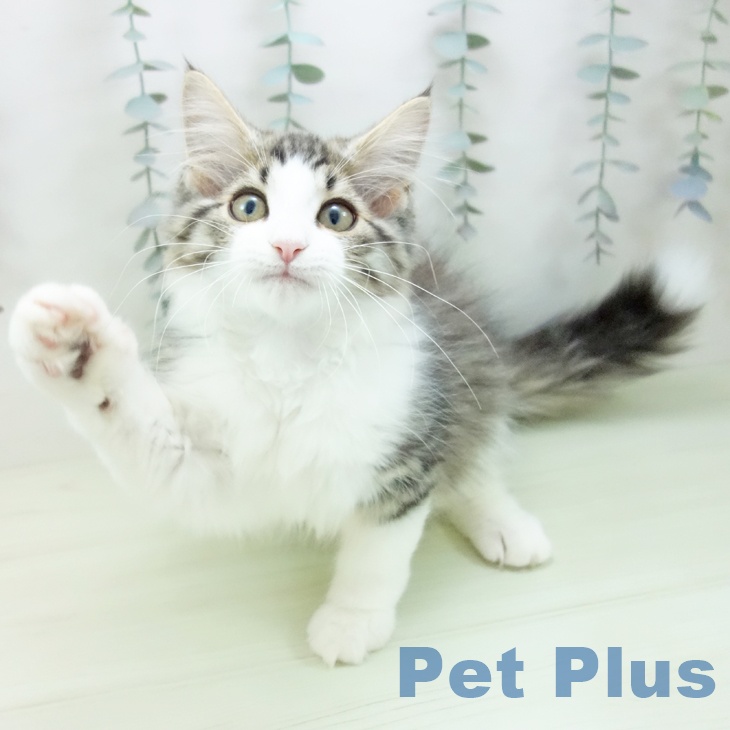 ノルウェージャンフォレストキャットの写真2