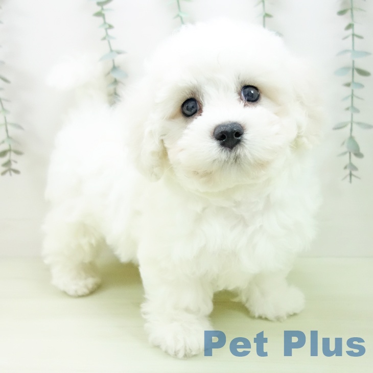 ビション・フリーゼ