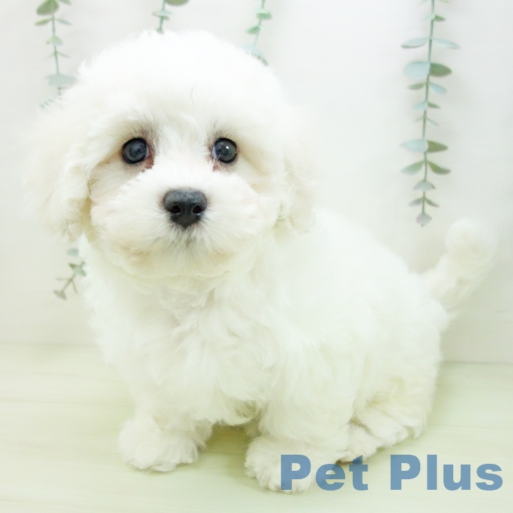 ビション・フリーゼ