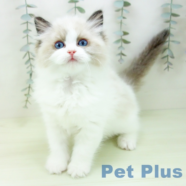 ラグドールの写真2