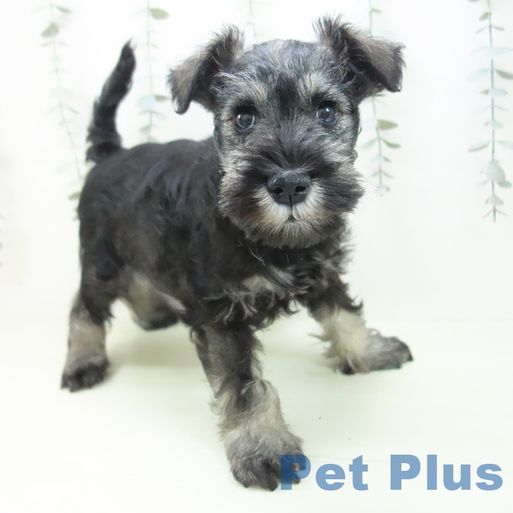 ミニチュア・シュナウザー