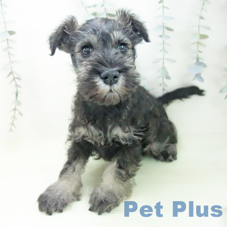 ミニチュア・シュナウザーの写真2