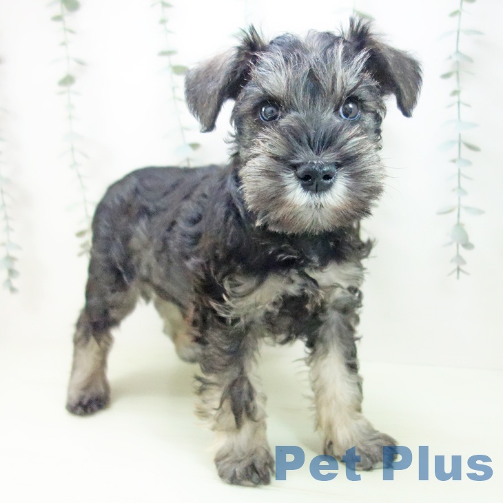 ミニチュア・シュナウザー