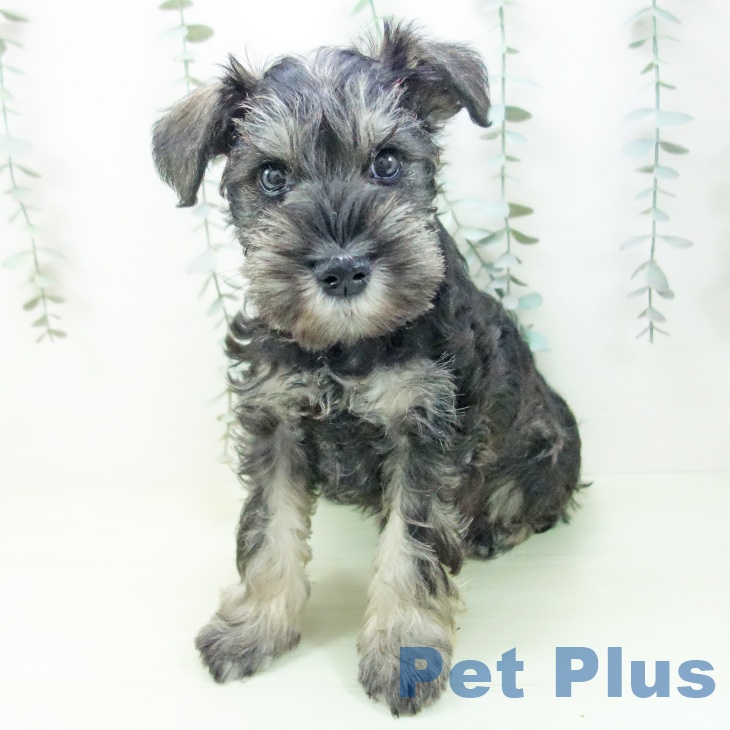 ミニチュア・シュナウザーの写真2