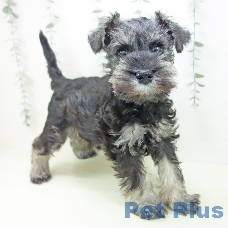 ミニチュア・シュナウザーの写真1