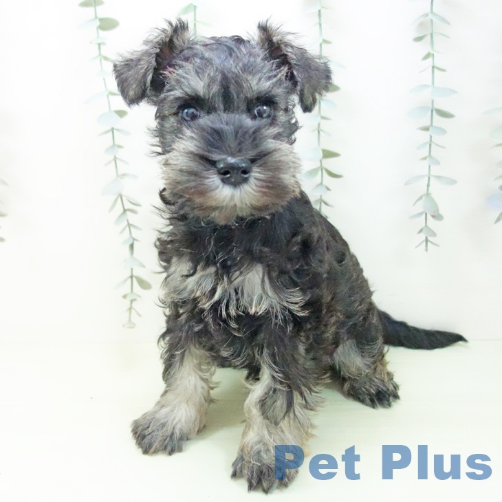 ミニチュア・シュナウザーの写真2