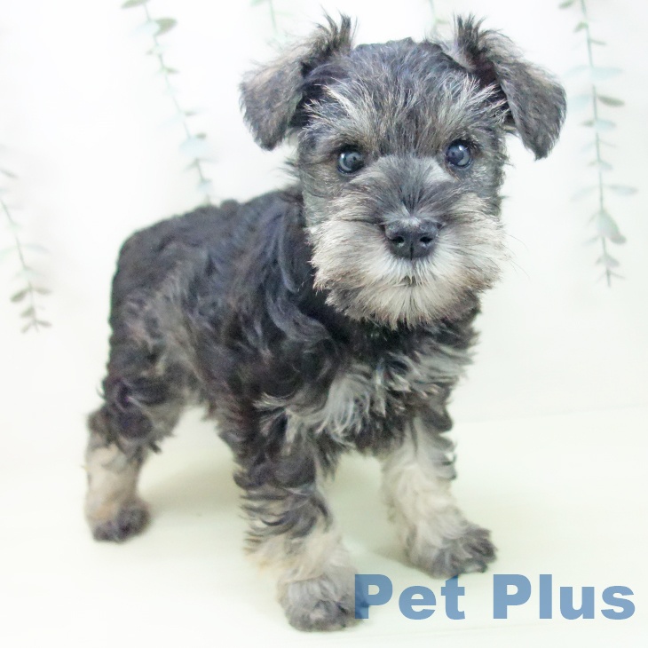 ミニチュア・シュナウザー