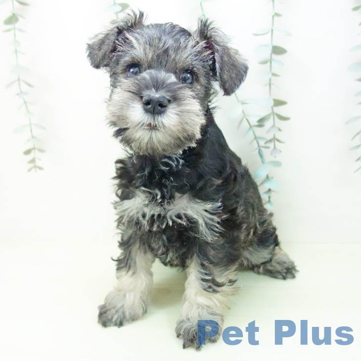 ミニチュア・シュナウザーの写真2