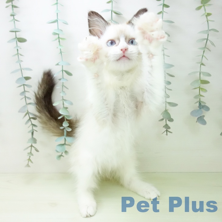 ラグドールの写真2