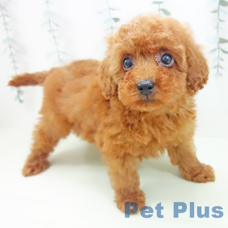 トイ・プードル