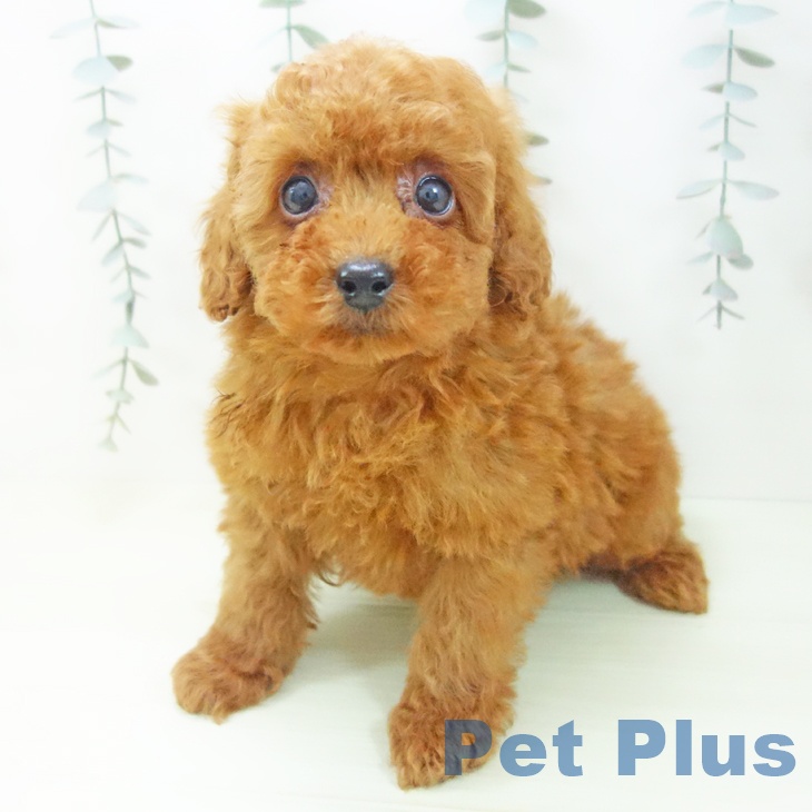 トイ・プードル