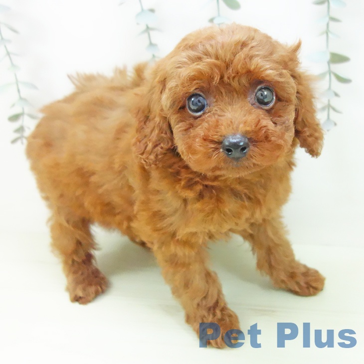 トイ・プードル