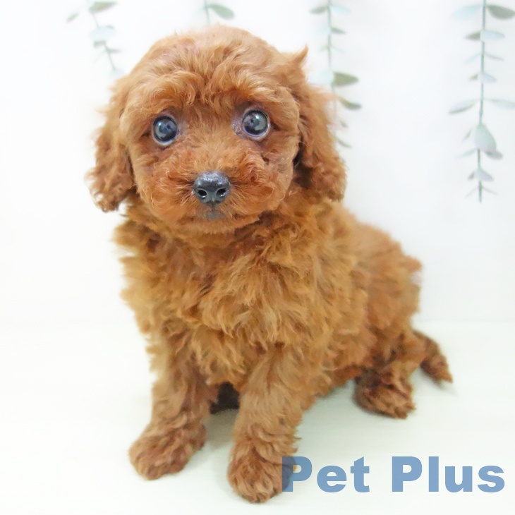 トイ・プードル