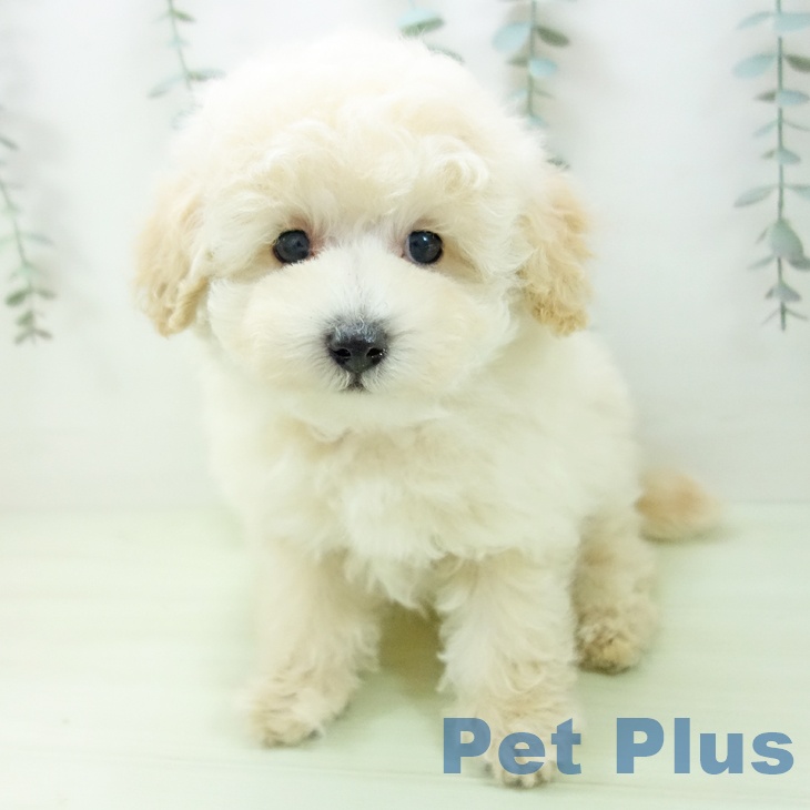 トイ・プードル