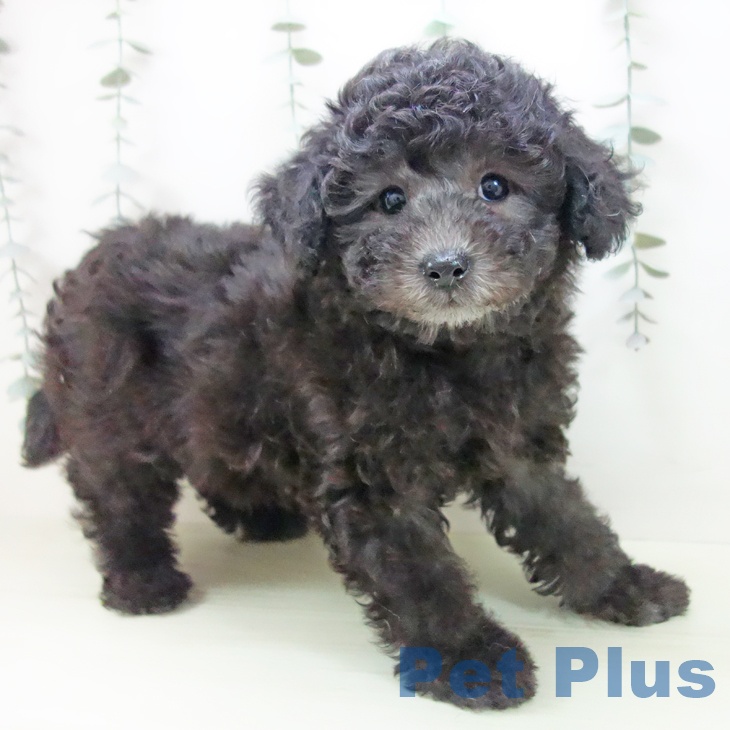 トイ・プードル