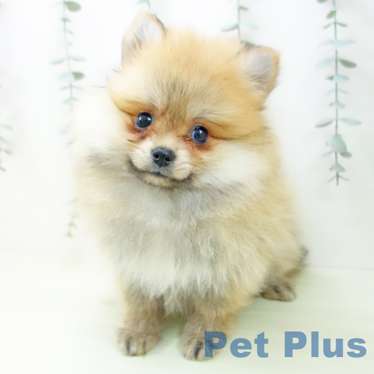 ポメラニアンの写真2