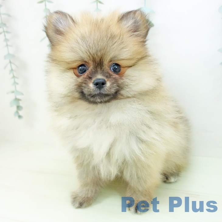 ポメラニアンの写真2