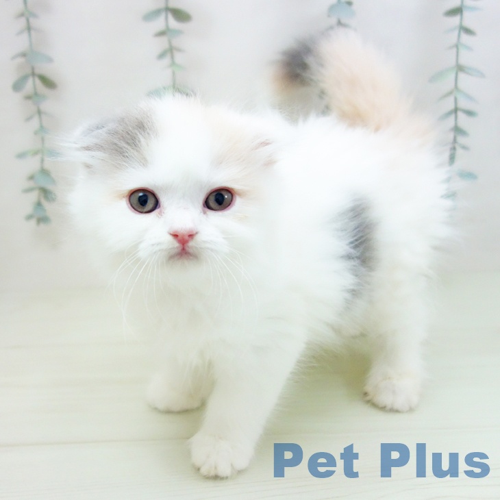 スコティッシュフォールド