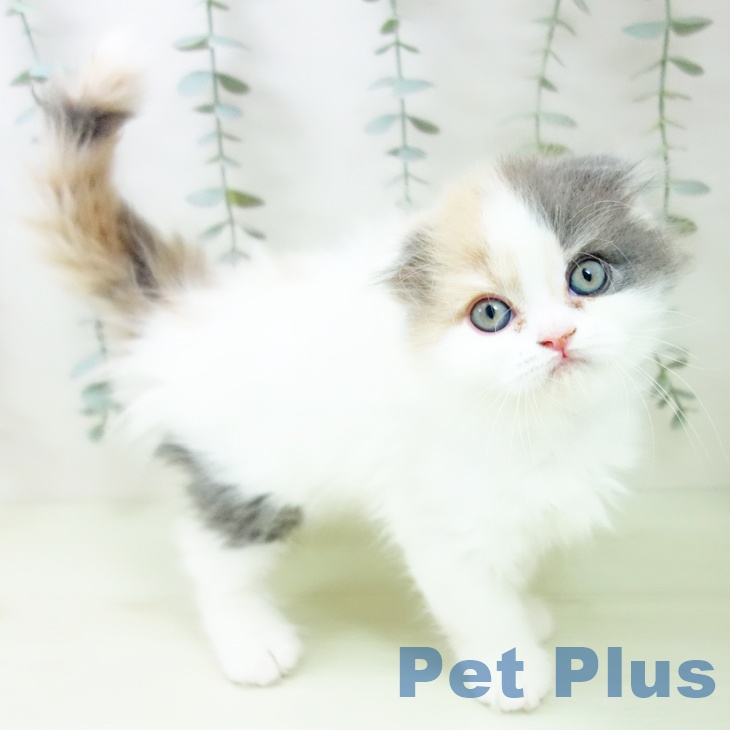 スコティッシュフォールド