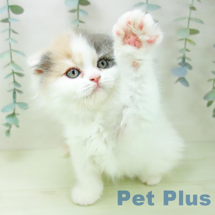 スコティッシュフォールド