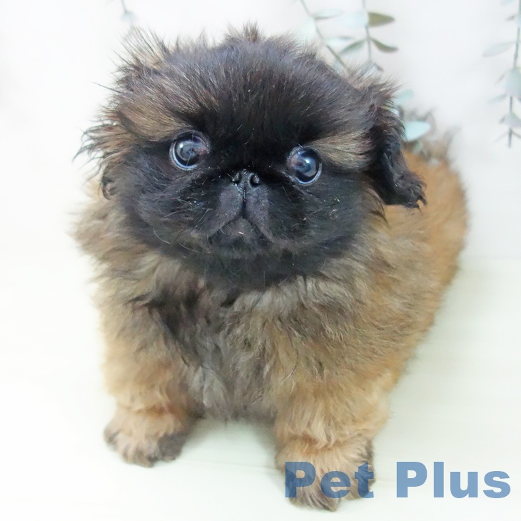 ペキニーズの写真2