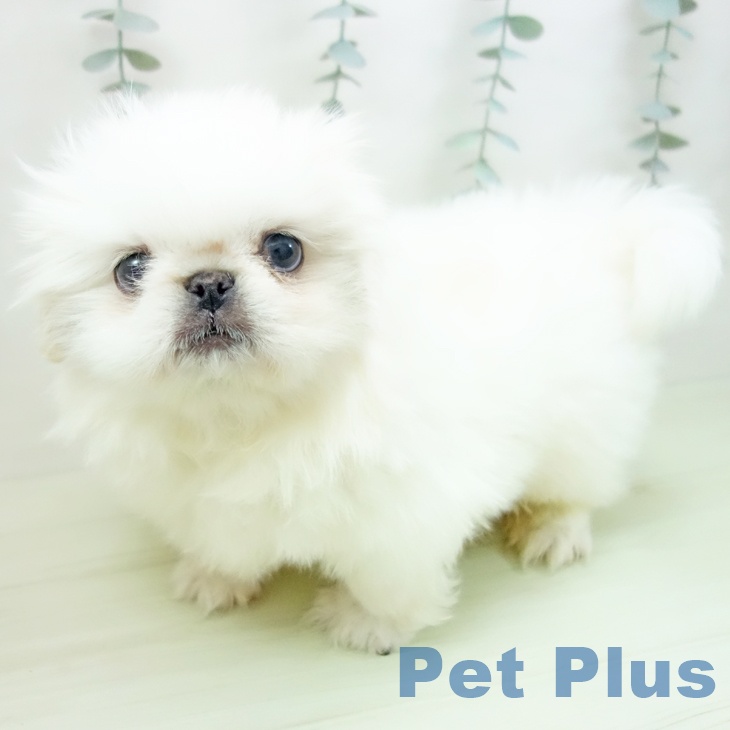 ペキニーズの写真2