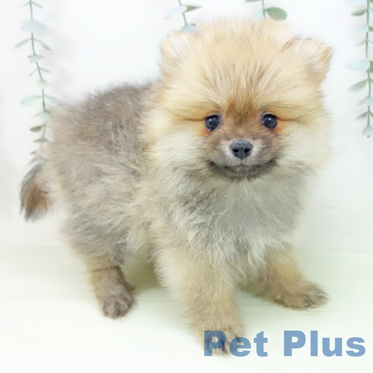ポメラニアン