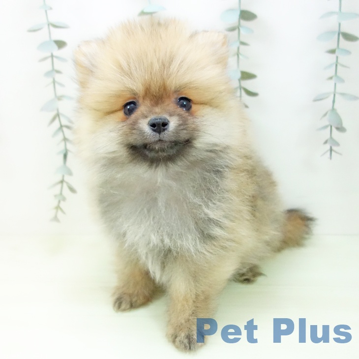 ポメラニアンの写真2